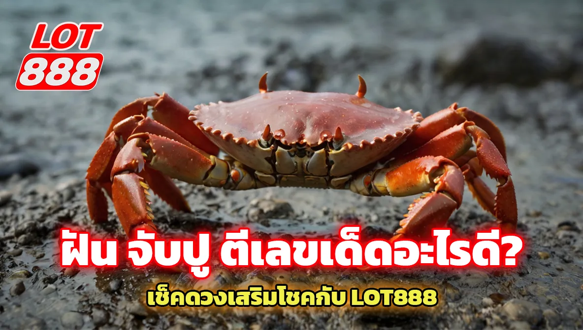 ฝัน จับปู ตีเลขเด็ดอะไรดี? เช็คดวงเสริมโชคกับ LOT888 1 ฝัน จับปู ฝัน จับปู