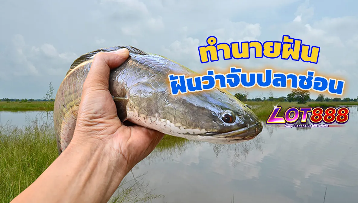 ฝันว่าจับปลาช่อน 2 ตัว เปิดคำทำนายพร้อมเลขเด็ด 1 ฝันว่าจับปลาช่อน ฝันว่าจับปลาช่อน