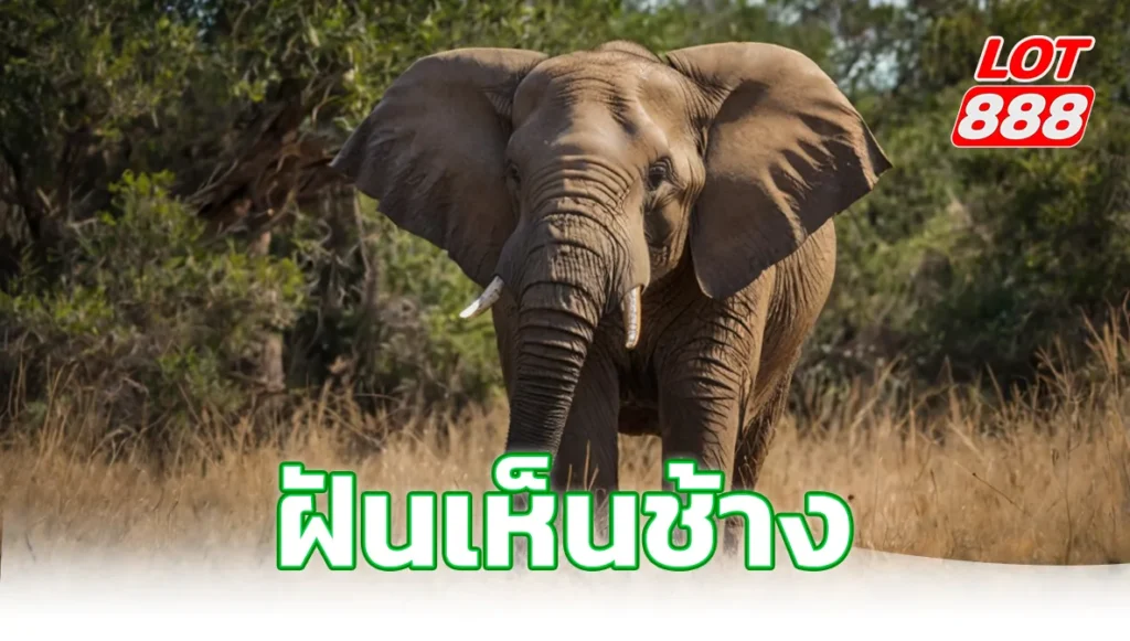 ฝันเห็นช้าง ทำนายฝัน พร้อมเลขเด็ดแม่นๆ นำโชคลาภ อัปเดต 2025 1 ฝันเห็นช้าง ฝันเห็นช้าง
